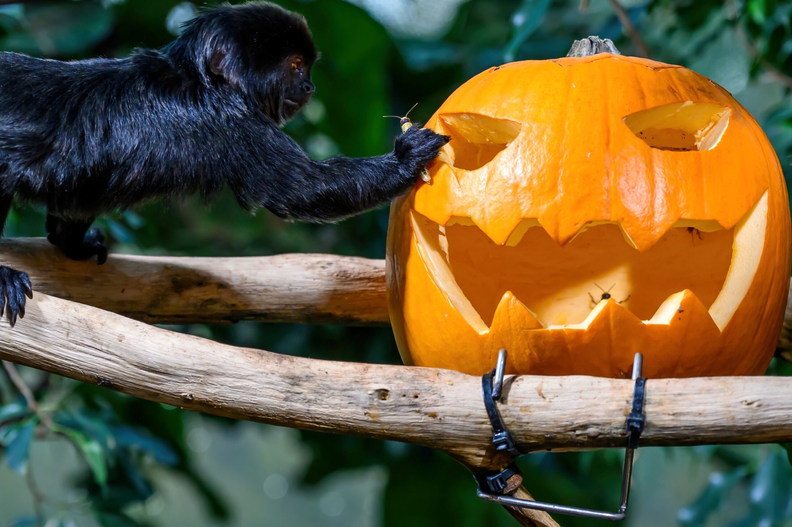 Halloween im Flakturm: Schaurig-schöner Tag im Haus des Meeres