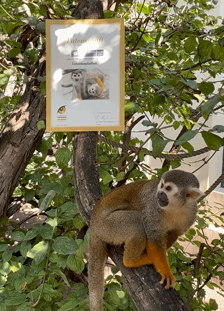 Mit der Verlängerung der Tierpatenschaft durch die Bestattung Wien können die Totenkopfaffen noch besser versorgt werden. © Bestattung Wien