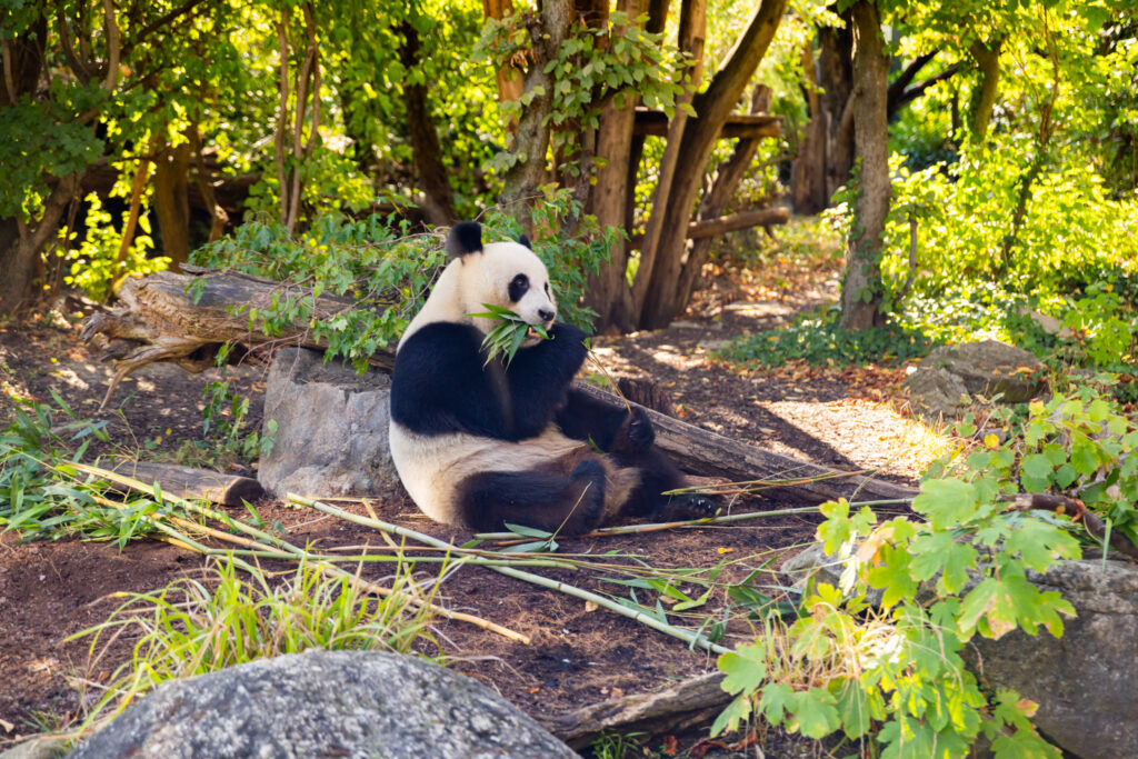 Der Flughafen Wien und Hainan Airlines sind Paten der Pandas im Tiergarten Schönbrunn und laden zu einer Reise nach China ein.