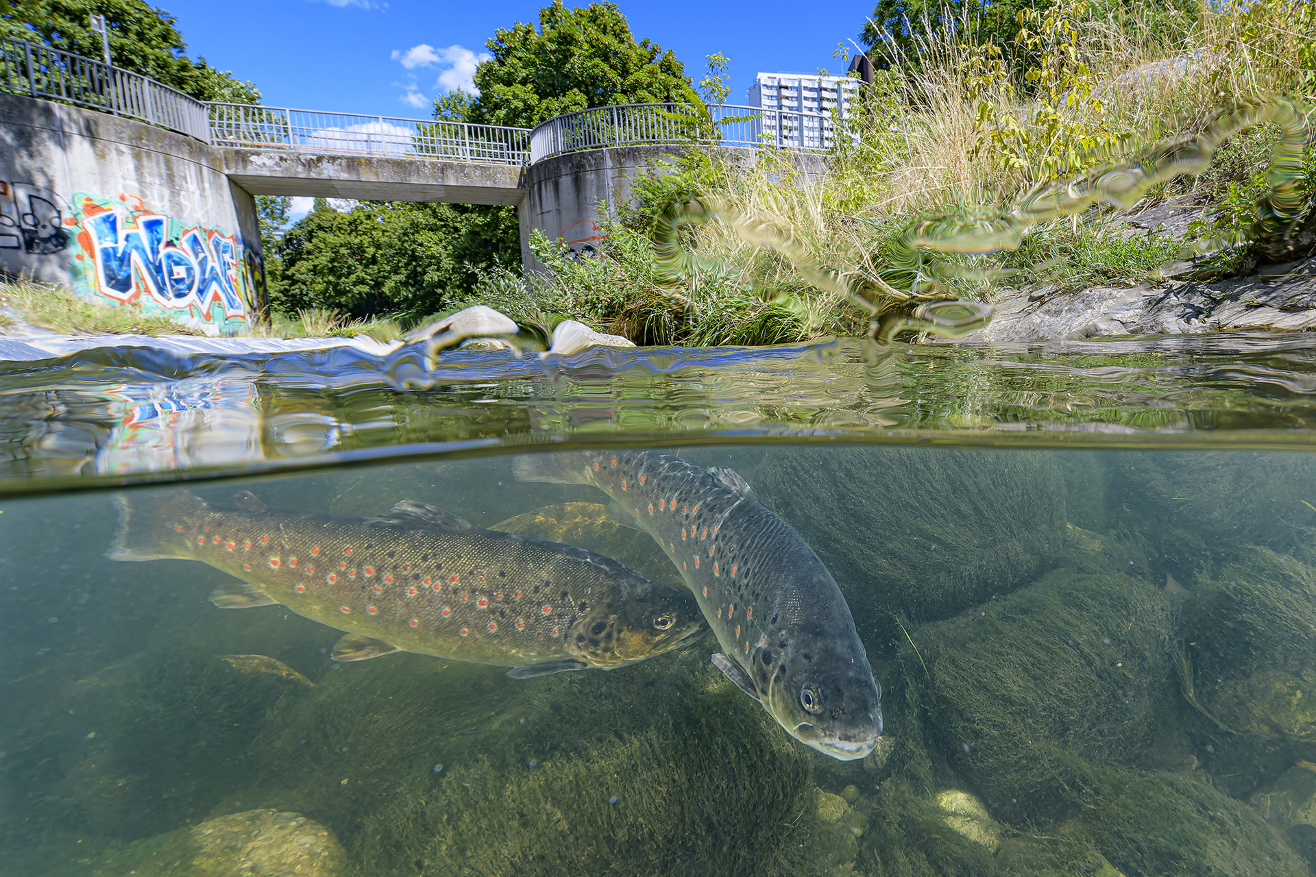 Die schönsten Seiten der Liesing gibt es nur jetzt zum Sonderpreis