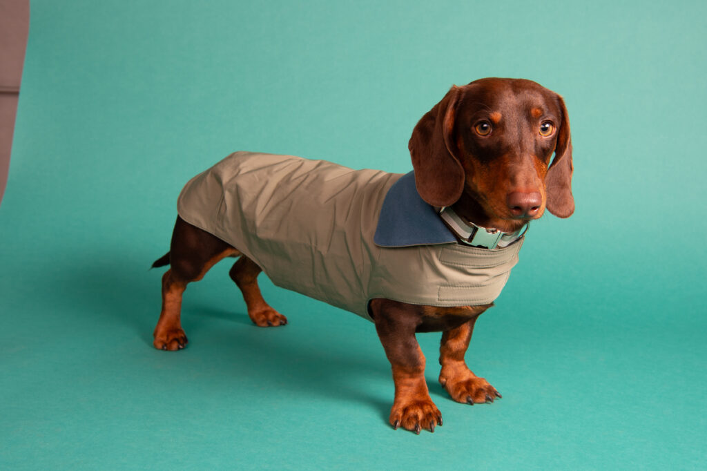 top dog cool cat Dackelmantel