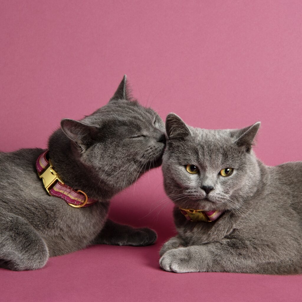 top dog cool cat Halsband