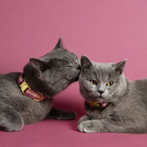 top dog cool cat Halsband