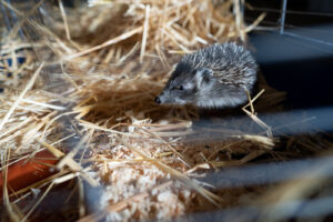 Igelzeit: Unsere stacheligen Freunde brauchen jetzt unsere Hilfe