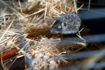 Igelzeit: Unsere stacheligen Freunde brauchen jetzt unsere Hilfe