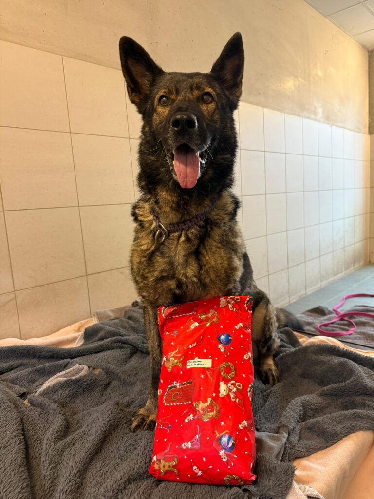 Kosmo ist begeistert vom Weihnachspackerl.. © TierQuarTier Wien