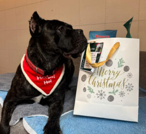 Miez & Bello brauchen Hilfe: Weihnachtsaktion für Tiere in Not