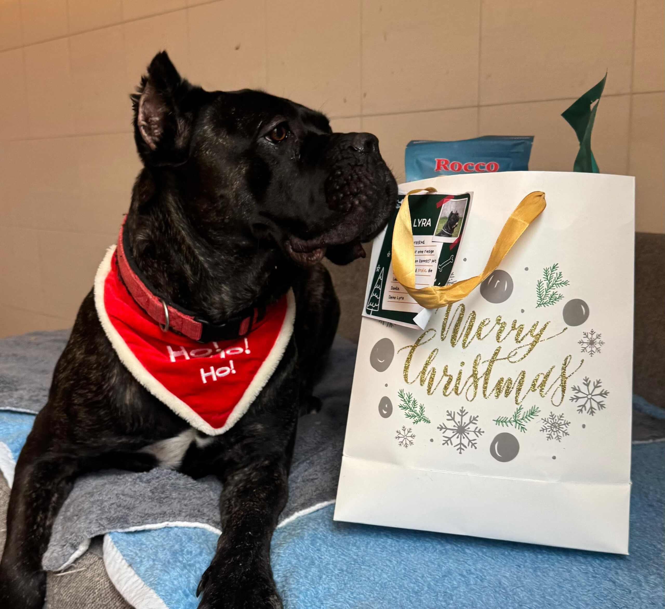 Miez & Bello brauchen Hilfe: Weihnachtsaktion für Tiere in Not