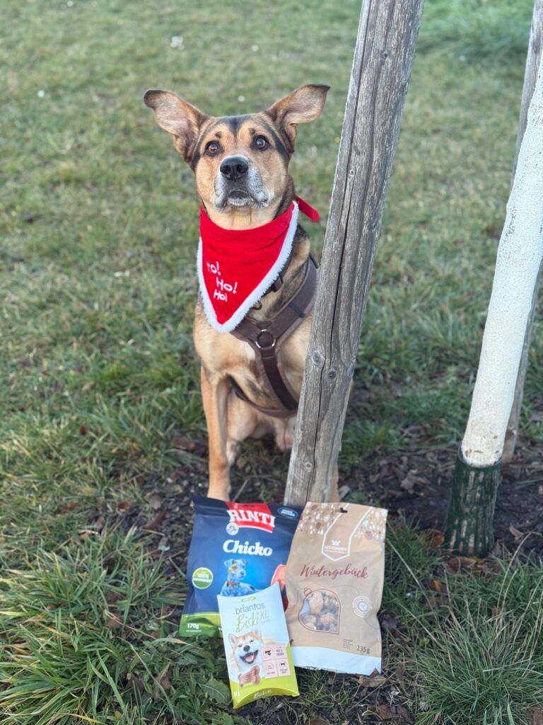 Hund Spezi hat Ideen für den Wunschzettel. © TierQuarTier Wien