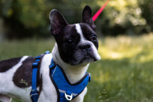 Notfellchen-Mittwoch: Balou sucht ein neues Zuhause