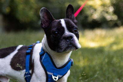 Notfellchen-Mittwoch: Balou sucht ein neues Zuhause