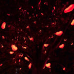 Christkindlmarkt_Herzerlbaum_c_stadtwienmarketing_Johannes Wiedl