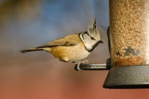 Birdlife Österreich: Wie man gefiederte Freunde richtig füttert