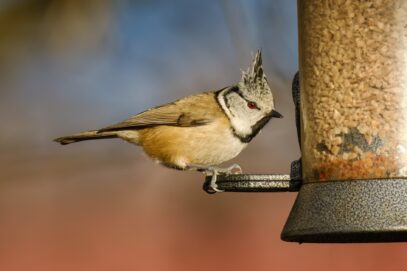 Birdlife Österreich: Wie man gefiederte Freunde richtig füttert
