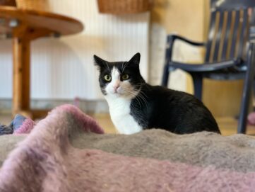 Notfellchen-Mittwoch: Isabelle sucht ein neues Zuhause