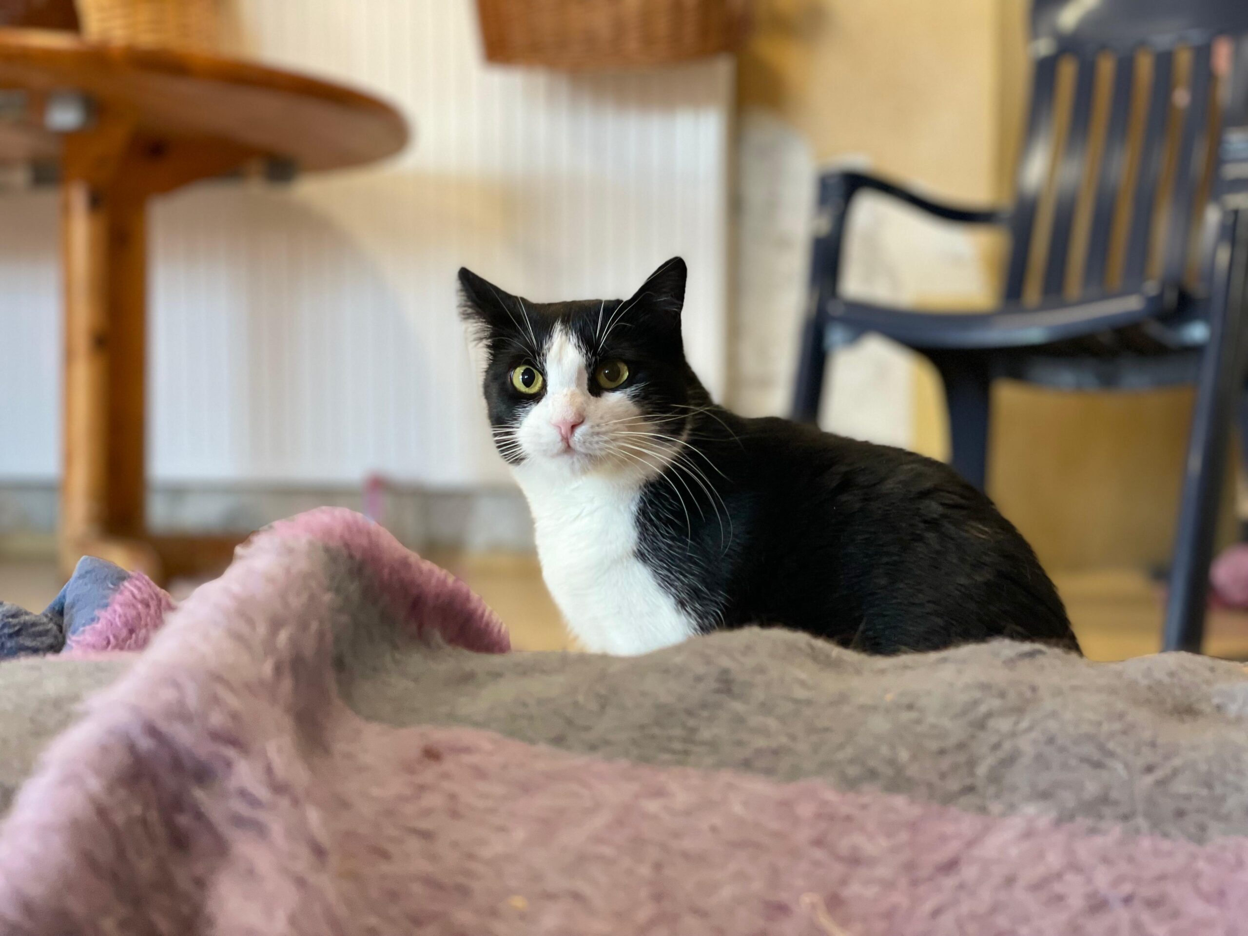 Notfellchen-Mittwoch: Isabelle sucht ein neues Zuhause