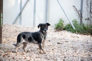 Notfellchen-Mittwoch: Jakobini sucht ein neues Zuhause