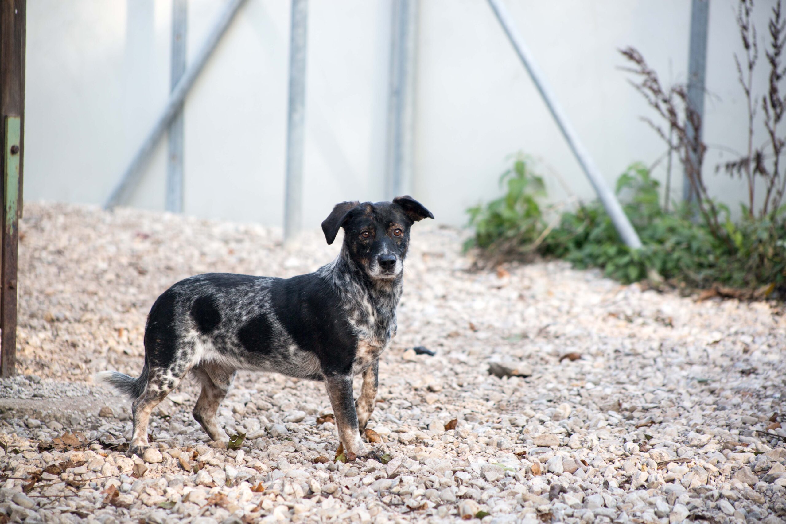 Notfellchen-Mittwoch: Jakobini sucht ein neues Zuhause