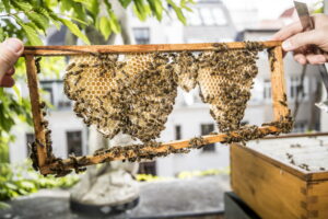 KunstHausWien - Bienen © Imre Antal