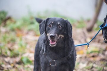 Notfellchen-Mittwoch: Luna sucht ein neues Zuhause