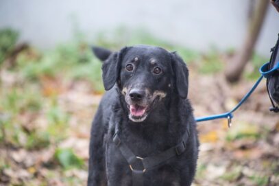 Notfellchen-Mittwoch: Luna sucht ein neues Zuhause