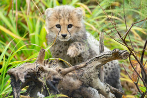 Die jungen Geparden freuen sich auf kleine Besucher @ Daniel Zupanc