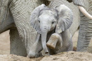 Schönbrunner Wonnebrocken erobert Herde und Herzen