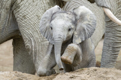 Schönbrunner Wonnebrocken erobert Herde und Herzen