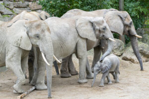 In seiner Herde ist das Kleine bestens aufgehoben © Daniel Zupanc