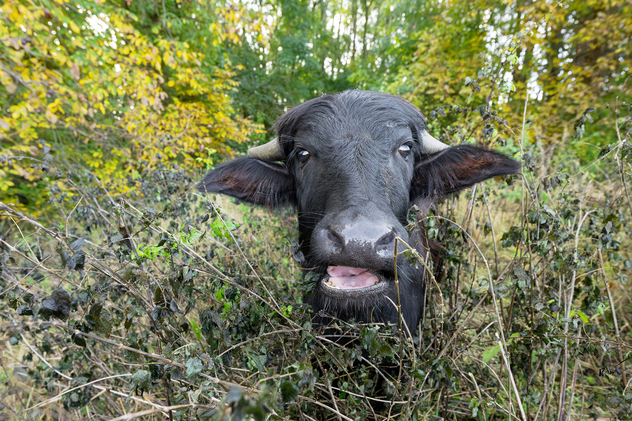Schönbrunner Wasserbüffel als Landschaftsgärtner