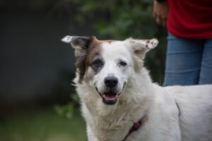 Notfellchen-Mittwoch: Roxy sucht ein neues Zuhause