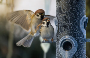 Den Feldsperlingen kann es nicht schnell genug gehen © Ernst Oppenauer