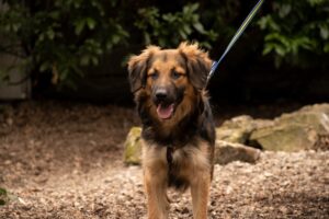 Notfellchen-Mittwoch: Amon sucht ein neues Zuhause