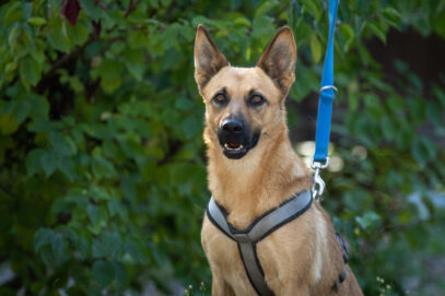 Notfellchen-Mittwoch: Anka sucht ein neues Zuhause