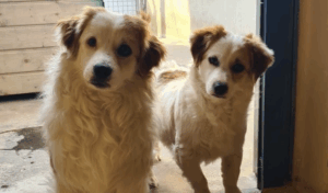 Notfellchen-Mittwoch: Bruno & Milkshake suchen ein Zuhause