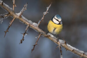 Die Blaumeise ist ein gern und oft gesehener Gast © Stefan Höreth