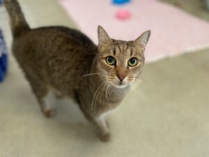 Notfellchen-Mittwoch: Frederik sucht ein neues Zuhause