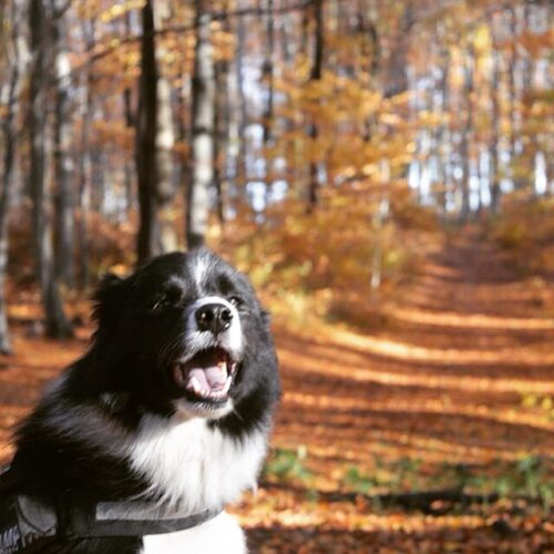 Ideal für einen Ausflug mit seinem besten Freund @ Berger