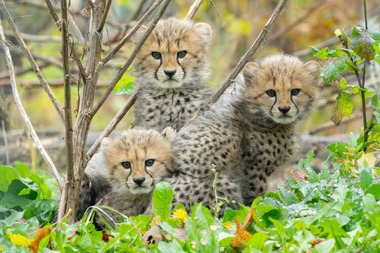 Geparden-Babys im Zoo erhalten viele schöne Seiten