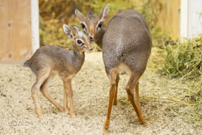 Weihnachtliche Freude: Antilopen-Baby im Tiergarten Schönbrunn