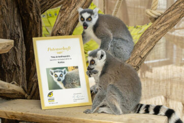 Wunsch an das Christkind: Schenk mir doch bitte einen Katta