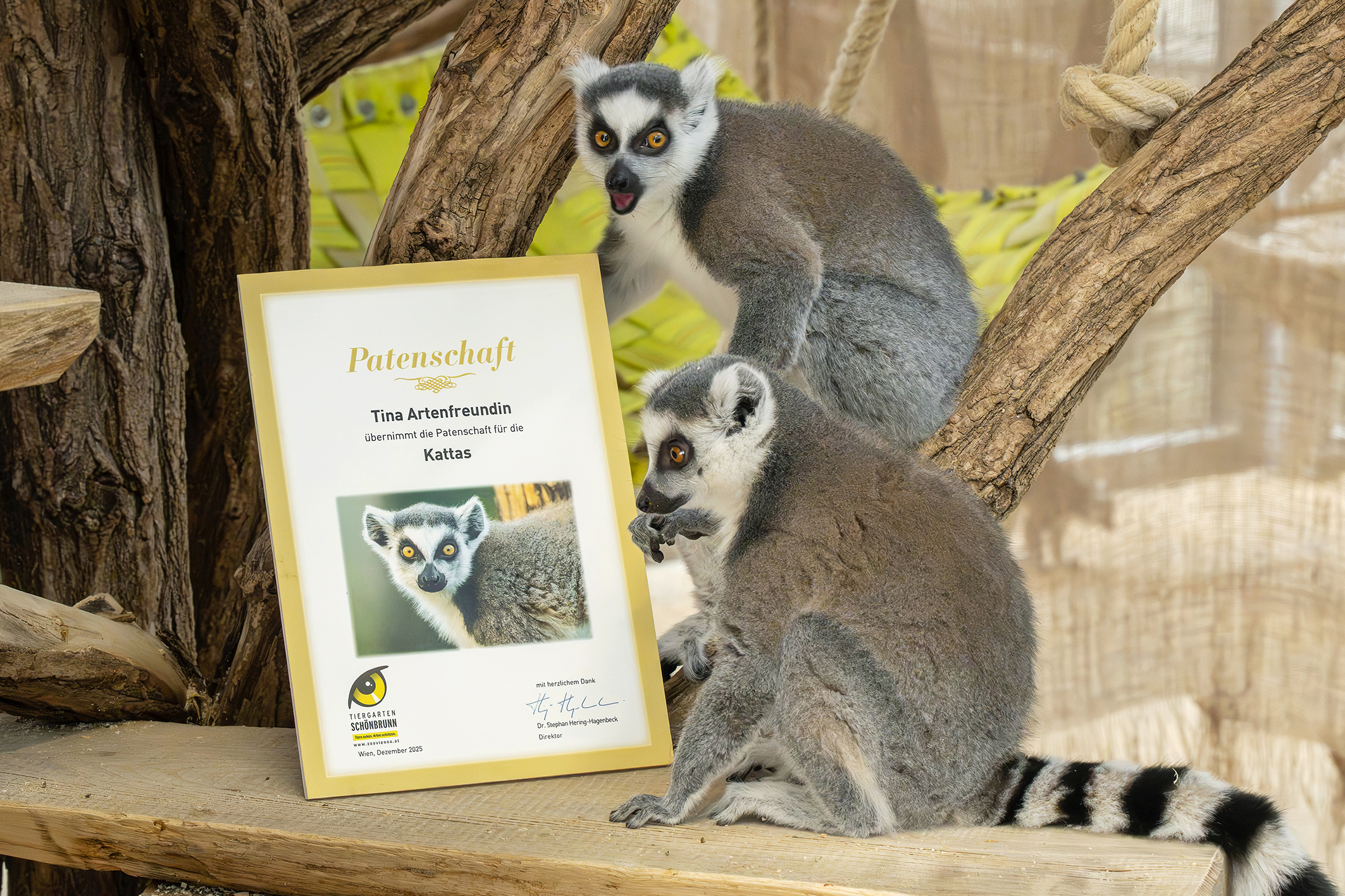 Wunsch an das Christkind: Schenk mir doch bitte einen Katta