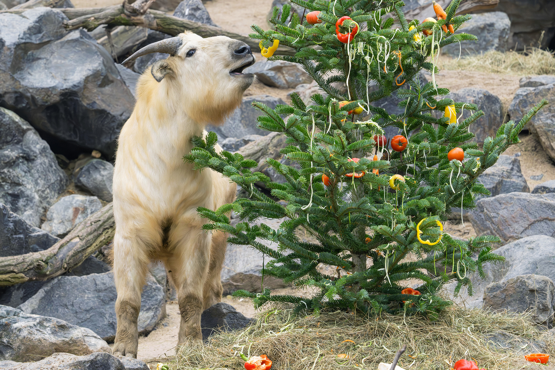 Weihnachten in der Tier-WG: Festschmaus für Gebirgstiere