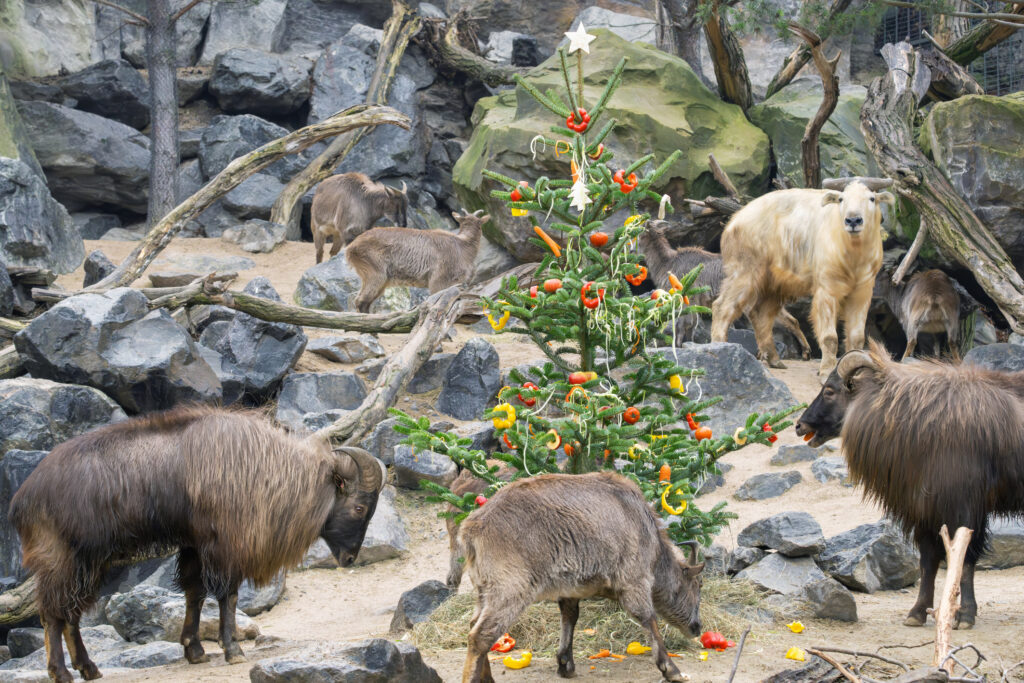 Asiatische Gebirgstiere