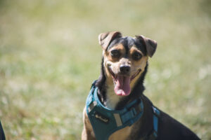 Notfellchen-Mittwoch: Piri sucht ein neues Zuhause