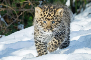 Entzückend: Nachwuchs bei den sehr seltenen Amurleoparden
