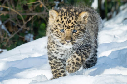 Entzückend: Nachwuchs bei den sehr seltenen Amurleoparden