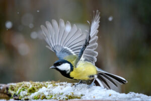 “Stunde der Wintervögel” hat geschlagen: Kohlmeise siegt