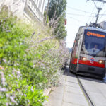 Eine Garnitur der Straßenbahnlinie 42 unterwegs in der Kreuzgasse.