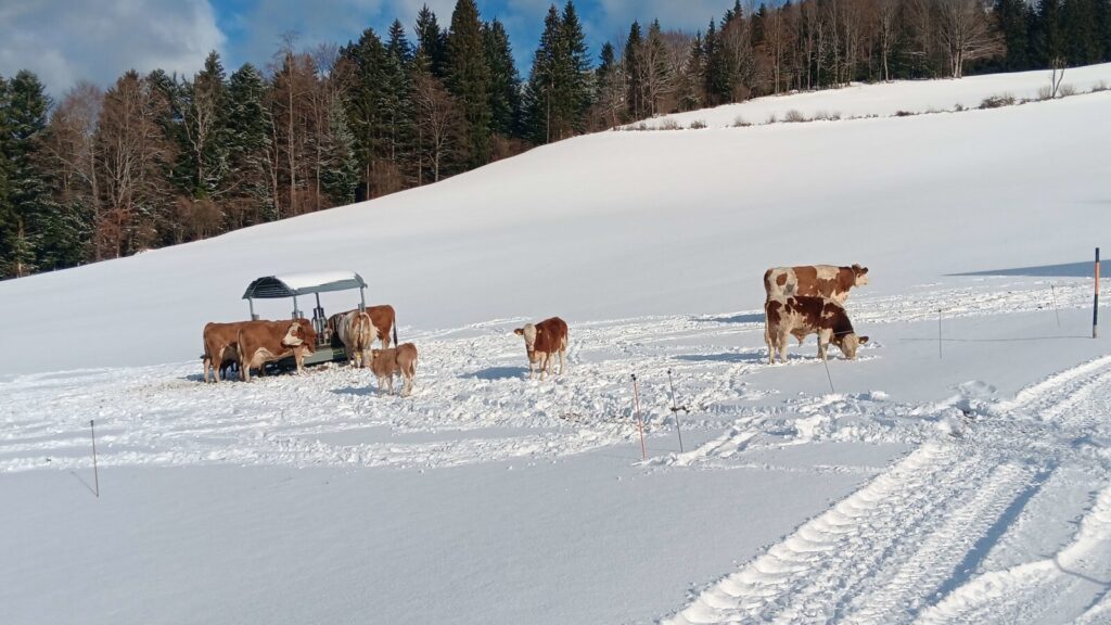 Urlaub am Bauernhof im SalzburgerLand